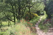 Sommerlicher Feldweg durch die Natur der Provence mit Mohnblumen