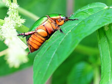 Beautiful Green Beetle Heterorrhina Elegans Sitting On A Leaf, Showing Its Underside.