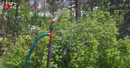 Wall Mural - Horticulture, Market Gardening and Vegetable Growing on the Farm. Agriculture. Cultivation Organic Vegetables on the Garden Beds. Drip Irrigation Soil. Sprinkler Watering in Slow motion. 