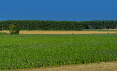 Corn and wheat fields with poplar plantations and blue sky. Landscape of the Po valley in the province of Cuneo, Italy