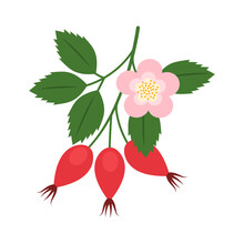 Rosehip Branch Isolated On White Background. Rose Hip, Rose Haw Or Rose Hep Red Berries With Leaves Icon For Package Design. Vector Fruit Illustration In Flat Style.