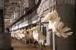  Automated turkey industrial premises