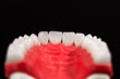 Lower human jaw with teeth anatomy model isolated on black background. Healthy teeth, dental care and orthodontic medical concept.