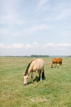 Horses Grazing On Meadow
