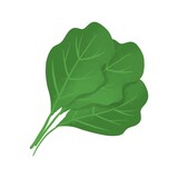 Fototapeta Tulipany - Spinach vegetable vector isolated hand drawn organic green food.