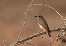 Common Redstart Perched On A Tree Branch, Bahrain