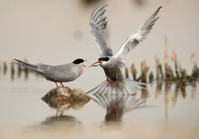 White-cheeked Tern Feeding His Mate At Asker Marsh, Bahrain