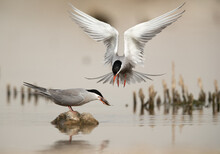 White-cheeked Tern Feeding His Mate At Asker Marsh, Bahrain