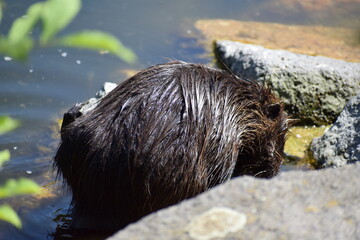 Canvas Print - Nutria bei der Fellpflege