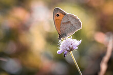 Magnifique Papillon Butinant Une Fleur - Beautiful Butterfly On A Flower