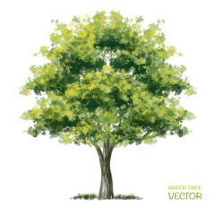Wall Mural - vector watercolor of tree side view isolated on white background for landscape and architecture draw