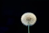 Fototapeta Dmuchawce - dandelion seeds on simple background