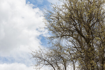 Canvas Print - pear tree against the sky..