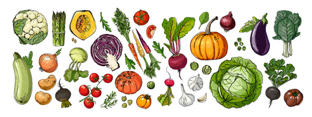 food vector vegetables. colored sketch of food products. pumpkin, cucumber, eggplant, turnip, pumpki