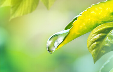 Aufkleber - Beautiful macro image of a drop of water or dew on tip of green leaf as symbol of  purity and fragility of nature. Reflection of sunlight in drop of clean water.