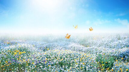 Fotomurales - Bright spring or summer cheerful image of field of blooming meadow flowers daisy and butterflies fluttering above it against backdrop of bright blue sky in nature.