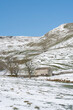 Snow covered field,  dry stone wall and barn, Yorkshire Dales in winter with Belted Galloway cattle.