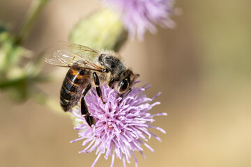 Poster - Abeille butinant un chardon mauve