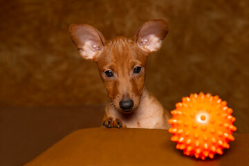 Wall Mural - A playful puppy with a ball. 