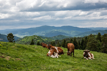 Wall Mural - Happy cows grazing on green grass in Pieniny Mountains Park, Poland