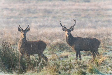 Poster - cerfs