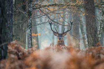 Poster - Cerf de Fontainebleau