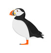 Atlantic puffin in profile isolated on a white background