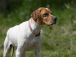 Beautiful white English pointer dog with a brown head.