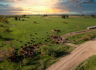 Wall Mural - Aerial view of a beautiful sunset in a field of Buenos Aires, Argentina. cows graze on it while the sun hides on the horizon.
