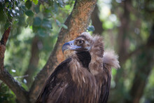 Cinereous Vulture Perched In Forest