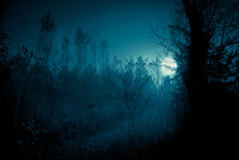 Night Mysterious Landscape In Cold Tones - Silhouettes Of The Forest Trees Under The Full Moon And Dramatic Night Sky.