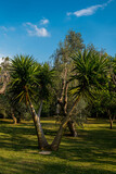 Fototapeta Fototapety z widokami - przepiękna palma rosnącą w egzotycznym ogrodzie