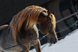 Fototapeta Konie - Head of a beautiful chestnut arabian horse with long mane, portrait closeup.