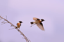 Couple Bird - Bushchat. One Flies Away, The Other Looks After Him Sitting On A Thin Branch Of A Bush ..
