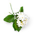 Flowering jasmine branch with flowers and leaves isolated on white background with copy space