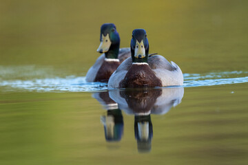 Sticker - Canards