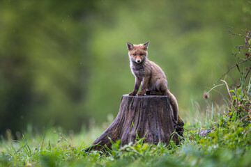 Canvas Print - renard