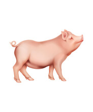 Pig With A Pig, White Background, Illustration