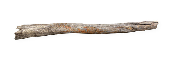 dry tree twig branch isolated