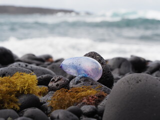 Portuguese man o war (Physalia Physalis) washed on shore.