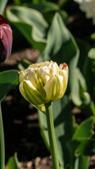 Wall Mural - a bright tulip. spring flower. floral background for the screensaver