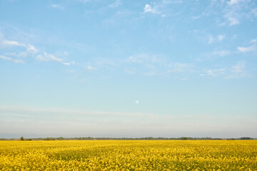 Poster - Blooming rapeseed field on a clear sunny day. Soft sunset light, moon. Spring. early summer landscape. Agriculture, biotechnology, fuel, food industry, alternative energy, environment, nature