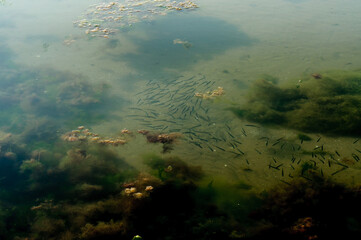  scene with fish and fishes