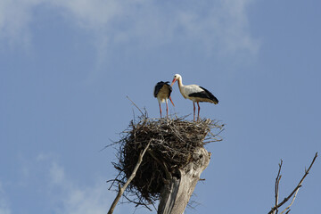 Beautiful stork couple nest