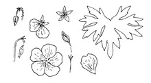 A Set Of Drawings Of Garden Geraniums. Collection Of Botanical Illustrations Of Geranium Flowers, Leaves And Buds,black Isolated Outline For Design Template