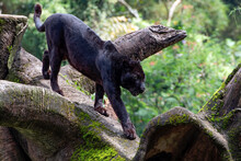 Black Panther Walking On The Big Tree Trunk