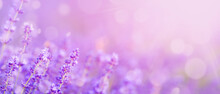 Purple Abstract Background, Lavender Field With Bokeh Circles.