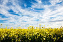 Canola Flowers Under Blue Sky With White Clouds