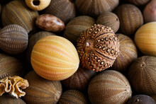 Close Up Of Sea Urchin Shells