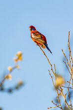 A Crimson Rosella Sitting High On An Exposed Branch In Front Of A Blue Sky